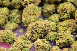 Harvested Bud